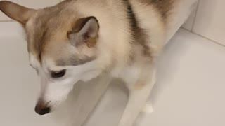 Doggy Walks up Wall to Avoid a Shower