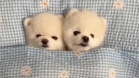Cute funny pets