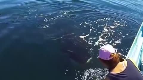 Orca Whale decided to not only swim right up to this boat but smile for the Camera as well!⁣