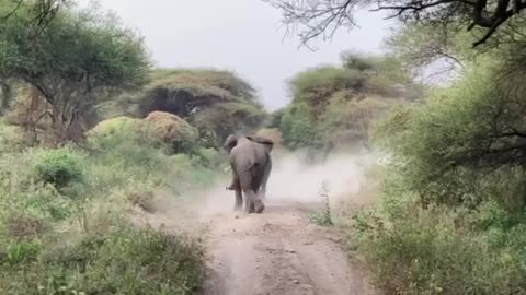 Bull Elephants Fighting