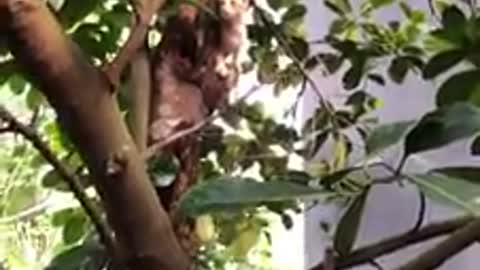 Cat climbs up to the tree and try to catch a rat