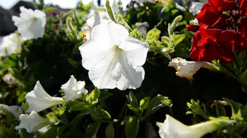 Halesowen's blooming marvellous display wins top award
