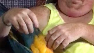 Charley blue and gold macaw laughing and wrestling with owner