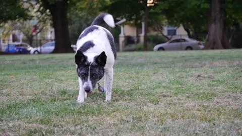 This pup seems to love and appreciate nature and its surroundings. Likes to sit in the wind