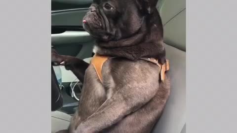French Bulldog wants to be an Uber driver