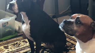 Two gorgeous dogs get given a bone!