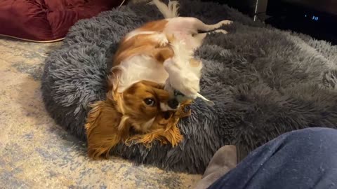 Adorable dog on her back plays with her snowflake toy on Christmas Day