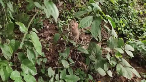 Adorable small pet monkey having fun in the underbrush