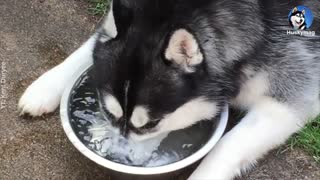 Husky Blowing Bubbles On The Water Bowl