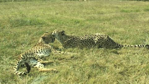 A Pair Of Cheetahh