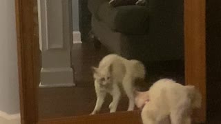 Adorable Snowshoe Kitten Doesn't Like Her Reflection