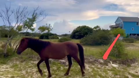 MUST WATCH --Little white bird following wild horse on foot