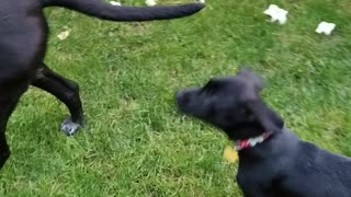 New pup meets the pack