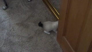 Snowshoe kitten runs around house