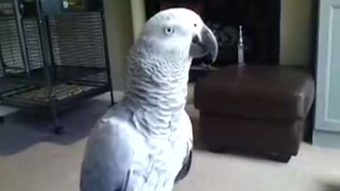 Parrot Talks Don't touch me!