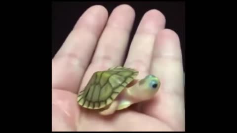 Very cute little turtle