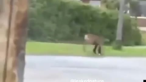 A moose attacking a dog