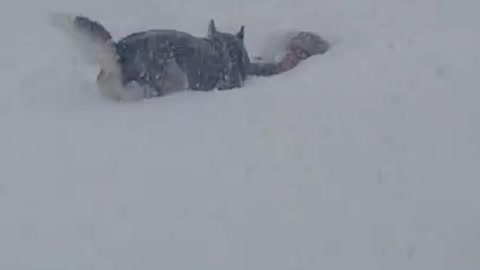 Husky Knows Exactly What To Do When Owner Falls Down During Blizzard
