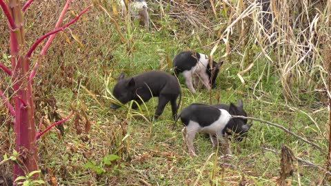 Wild small piglets playing in Florida wetlands