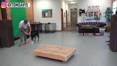 How to Train ANY DOG: The Basics - Dog Training Foundation