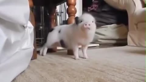 The amazing pig
