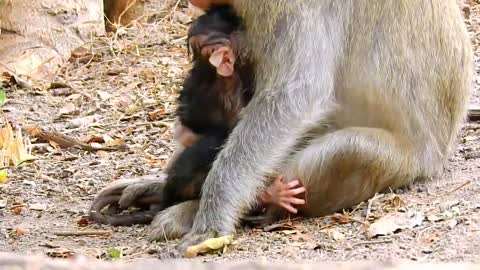 22.Pitiful Baby Monkey Just Born Was Abandon