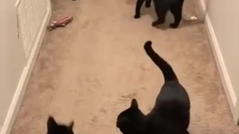 Pavlov’s cats 🤣🤣