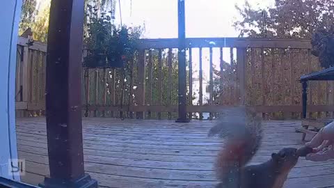 Hand Feeding A Pecan To A Squirrel