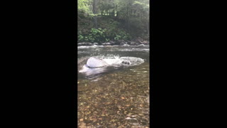Dog Dramatically Slips Off Rock in River