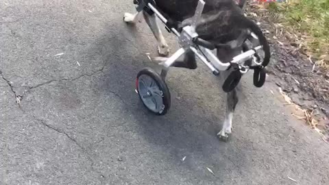 Senior dog getting use to wheels!