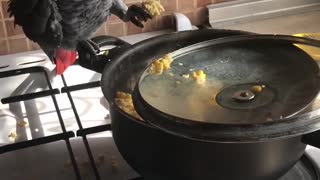 Parrot Helps Prepare Dinner