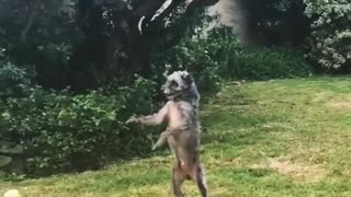 Collab copyright protection - grey scruffy dog tennis ball fail