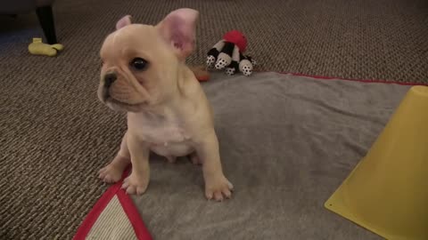 French Bulldog Puppy Tricks