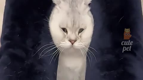 Cat lovers | Funny cat entertainment Video