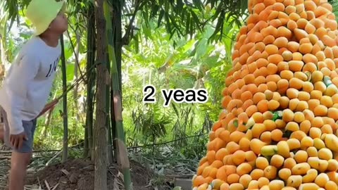 Amazing Mango Grafting 🥭 Video