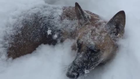 German Shepherd makes the most of blizzard aftermath