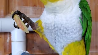 Sweet parrot eating an apple