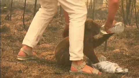Woman saves distressed koala from bushfire with shirt off her back