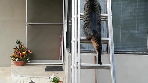 Cat on the roof