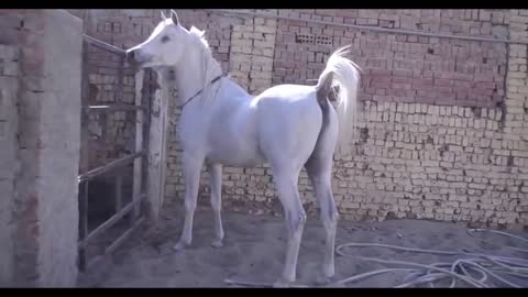 The Best White Arabian Horse