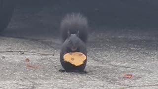 Squirrel Nibbles On Cookie