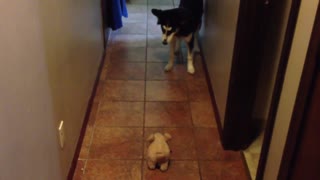 Alaskan Husky Doesn't Like Mechanical Pig Toy!