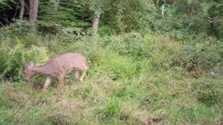 Doe flapping ears trying to keep the bugs away