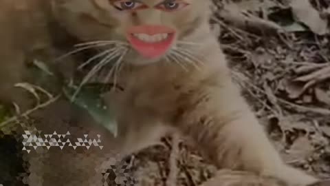 Funny video cat 😺🤣#funyy shorts