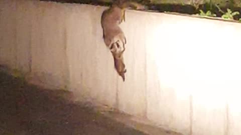 Raccoon Mom And Her Babies Help Each Other Climb Wall