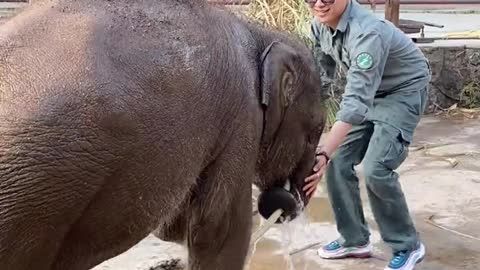 Elephant playing with the breeder