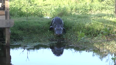 Large alligator walking to canal