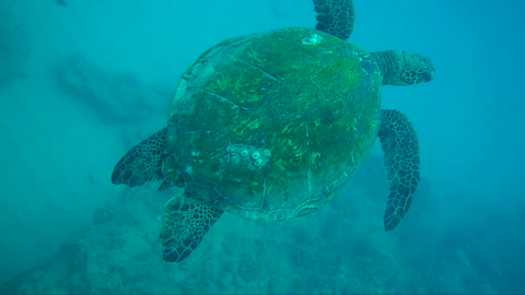 Honu Honolulu, Hawaii!!