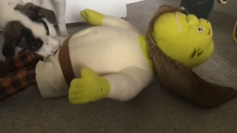 Puppy tries to destroy Shrek