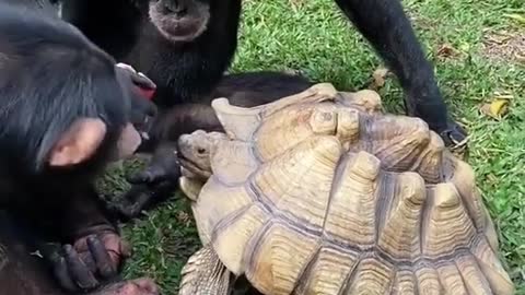 Chimpanzee With Turtle 🐢 || Cute and funny animals videos || New pets video2022